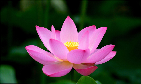 Quantum Healing (Balancing) - Chakras are the Energy centers of the body that, when aligned, produce optimal health and well-being. Quantum Healing (Balancing) - Chakras are the Energy centers of the body that, when aligned, produce optimal health and well-being.