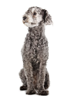 Senior Healthcare - Senior pets require extra attention to their healthcare needs. We offer screening programs for older pets to identify disease conditions and risks earlier in life as well as monitoring programs to ensure senior pets with chronic illnesses are responding optimally to treatment. Senior Healthcare - Senior pets require extra attention to their healthcare needs. We offer screening programs for older pets to identify disease conditions and risks earlier in life as well as monitoring programs to ensure senior pets with chronic illnesses are responding optimally to treatment.
