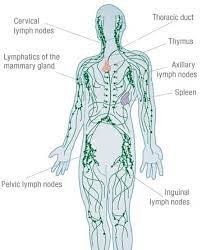 Lymphatic Drainage - This massage is perfect for increasing circulation and reducing swelling. This technique can aide in speeding up recovery time after a surgery, and has been known to reduce scaring as well.  
Amber performs Lymphatic Drainage, a very light pressured technique that stimulates and increases the flow of the lymphatic system. This technique involves a very light pressure applied to glands, ducts, and the natural pathways of the lymph system. This modality is used to help flush out toxins and enhance the body's natural healing and cleansing capabilities. This treatment requires an increase in drinking water for the following 24 hours, and often results in smoother, "brighter" skin. Lymphatic drainage is common in Europe for removing wrinkles and evening out fluids under the skin.
