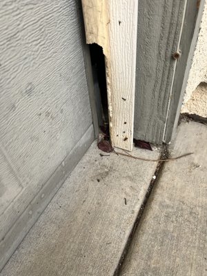 Garage Exclusions for winter. - Winter is coming and rodents like warm garages. Openings like this are a welcome mat for them. Once inside they can cause damage to vehicles, electrical and plumbing. They can also carry very serious diseases such as Hanta Virus. Call Pest Strike today to schedule for free inspection and 20% off exclusion services. Garage Exclusions for winter. - Winter is coming and rodents like warm garages. Openings like this are a welcome mat for them. Once inside they can cause damage to vehicles, electrical and plumbing. They can also carry very serious diseases such as Hanta Virus. Call Pest Strike today to schedule for free inspection and 20% off exclusion services.