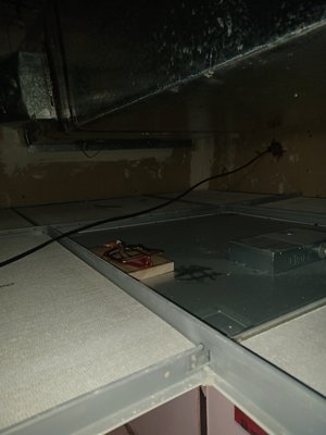 rodent exclusion - rodent exclusion