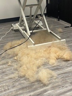 De-shedding - 🐾 Needing A De-Shedding Treatment?
Tired of all that loose fur around your home? Our professional De-Shedding Service helps reduce shedding and keeps your pup’s coat healthy, soft, and shiny. Using premium tools and gentle techniques, we remove the undercoat and loose hair without irritating your dog’s skin. This service promotes better circulation, reduces matting, and helps keep your furry friend comfortable between grooms.
Perfect for double-coated breeds or any dog that sheds year-round — your pup will look and feel pawsitively perfect! De-shedding - 🐾 Needing A De-Shedding Treatment?
Tired of all that loose fur around your home? Our professional De-Shedding Service helps reduce shedding and keeps your pup’s coat healthy, soft, and shiny. Using premium tools and gentle techniques, we remove the undercoat and loose hair without irritating your dog’s skin. This service promotes better circulation, reduces matting, and helps keep your furry friend comfortable between grooms.
Perfect for double-coated breeds or any dog that sheds year-round — your pup will look and feel pawsitively perfect!