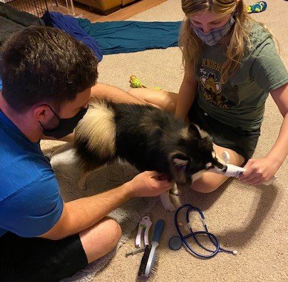 Fear Free Veterinary Handling - Have you ever had a dog that was fearful at the vet?  With Fear Free methods, we can condition your dog to cooperate with veterinary care and teach you how to help your dog have a better experience at the vet- one that is fear free!
