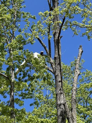 Tree trimming - When you call on Stringfellow's Tree Service, you'll pay no money until the job is complete. We specialize in tree trimming and other arborist services. We serve the entire Washington, DC, metro area, including Fairfax, Virginia & Amissville, Virginia. Tree trimming - When you call on Stringfellow's Tree Service, you'll pay no money until the job is complete. We specialize in tree trimming and other arborist services. We serve the entire Washington, DC, metro area, including Fairfax, Virginia & Amissville, Virginia.