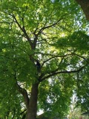 Pruning - This was a full standard prune of a big leaf Maple removal of all dead broken and crossing branches.