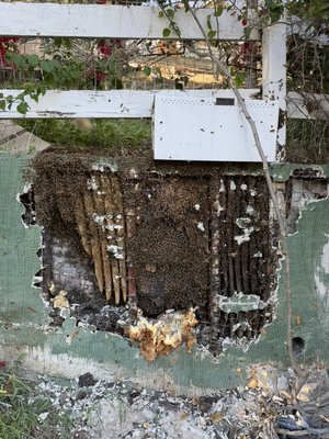 Bee Removal - Bee Prevention & More
Are you having an issue with wasps, hornets, yellow jackets or any other member of the stinging insect family on your residential or commercial property? If so, you can always count on South Bay Bee Removal for quick, cautious and enduring bee and wasp removal in Redondo Beach, CA. We have been providing key bee control services to the greater area since 1984, and we are happy to work around the clock for your convenience. We have helped thousands of customers become bee-free over the last three decades, and if you notice a bee problem on your property, we promise to be there to help you as well. Bee Removal - Bee Prevention & More
Are you having an issue with wasps, hornets, yellow jackets or any other member of the stinging insect family on your residential or commercial property? If so, you can always count on South Bay Bee Removal for quick, cautious and enduring bee and wasp removal in Redondo Beach, CA. We have been providing key bee control services to the greater area since 1984, and we are happy to work around the clock for your convenience. We have helped thousands of customers become bee-free over the last three decades, and if you notice a bee problem on your property, we promise to be there to help you as well.