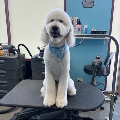 Large Dog Grooming - Discover our expertise in pampering and styling large breed dogs. From luxurious baths and meticulous brushing to precise trims and stylish cuts, our skilled groomers ensure every dog looks their best. Our work highlights the transformation and care we provide, emphasizing our commitment to quality, comfort, and the unique needs of each breed. Trust us to give your furry companion the professional grooming they deserve.