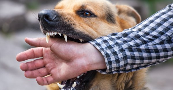 Dog Bite Lawyer - A dog attack can be a terrifying experience and can leave you with serious injury or maiming. If you have been seriously injured by a dog bite or dog attack in Reno or the surrounding areas, you need a dog bite lawyer who is experienced in evaluating your case and getting you the most compensation for your injuries and pain and suffering. If you or a loved one has been bitten by a dog, call Matt Dion & Associates at 775-737-4500 or contact us online to schedule a free initial consultation. We are experienced personal injury lawyers in Reno who have worked with countless dog bite victims. We will evaluate your claim and let you know if you have a case. From there, our personal injury lawyers will guide you every step of the way. Dog Bite Lawyer - A dog attack can be a terrifying experience and can leave you with serious injury or maiming. If you have been seriously injured by a dog bite or dog attack in Reno or the surrounding areas, you need a dog bite lawyer who is experienced in evaluating your case and getting you the most compensation for your injuries and pain and suffering. If you or a loved one has been bitten by a dog, call Matt Dion & Associates at 775-737-4500 or contact us online to schedule a free initial consultation. We are experienced personal injury lawyers in Reno who have worked with countless dog bite victims. We will evaluate your claim and let you know if you have a case. From there, our personal injury lawyers will guide you every step of the way.