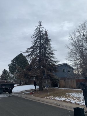 Large Spruce removal - The homeowner wanted a large 50’ Spruce tree to be removed from the front of her yard. The tree was dead and unsightly and could potentially turn hazardous. The tree was removed in one day with a pristine clean up.