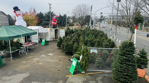 Noble Firs - Noble Firs have the magical Christmas scent. We recommend putting slightly warm water at the base of the tree within 2 hours of the tree getting a “fresh cut”. Noble Firs - Noble Firs have the magical Christmas scent. We recommend putting slightly warm water at the base of the tree within 2 hours of the tree getting a “fresh cut”.