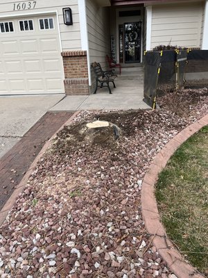 Garden bed stump in Aurora - The customers were worried about their garden and whether they would be able to plant once the stump was removed. They were also concerned about how much cleanup they would be left with. Not to worry, they were left totally satisfied! Garden bed stump in Aurora - The customers were worried about their garden and whether they would be able to plant once the stump was removed. They were also concerned about how much cleanup they would be left with. Not to worry, they were left totally satisfied!