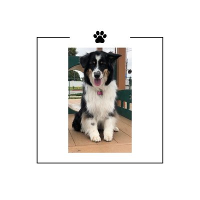 Medium Dog Grooming - Full service grooming for small dogs, includes bath, brush out and breed specific hair cut.  Prices starting at $70 depending on condition of dog.