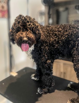 Doodle before and after pictures - This big guy was a sweetheart. These before and after pictures are a great example of the benefits of grooming. Prior to the groom, he had matting pulling on the skin, dirty itchy skin, long nails that impeded his ability to walk and run without discomfort. After grooming, his coat was soft and clean. People were much more responsive to his clean, fresh smell and you can see his improved confidence.