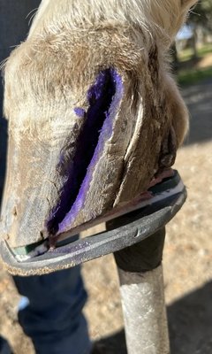 Therapeutic Shoeing - Specializing in quarter cracks
Z-bars
Egg-bars
Natural Balance
Flat bars
Glue-on shoes
Foal extensions Therapeutic Shoeing - Specializing in quarter cracks
Z-bars
Egg-bars
Natural Balance
Flat bars
Glue-on shoes
Foal extensions