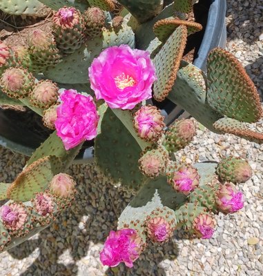Cactus - If you are looking for something in particular, call the nursery at 520.791.9309 or email through the website. Cactus - If you are looking for something in particular, call the nursery at 520.791.9309 or email through the website.