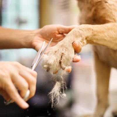 Grooming Services: Book Online! - Help your pet look and feel their best with any of our four basic services: Full-Service Groom, Bath & Brush, Puppy Services and Nail & Quick Services. Proof of rabies vaccination is required for services. Grooming Services: Book Online! - Help your pet look and feel their best with any of our four basic services: Full-Service Groom, Bath & Brush, Puppy Services and Nail & Quick Services. Proof of rabies vaccination is required for services.