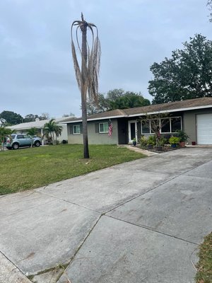 Palm tree removal - First photo shows a palm tree dead in the yard and the second photo is how beautiful the years looks with the removal of the tree Palm tree removal - First photo shows a palm tree dead in the yard and the second photo is how beautiful the years looks with the removal of the tree