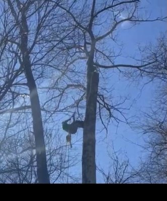 Tree pruning - This job is called tree pruning it's one of our most recommenced jobs to perform. Has been done millions of times and has gotten perfected over the years. Tree pruning is specialized to brighten up your yard. Tree pruning - This job is called tree pruning it's one of our most recommenced jobs to perform. Has been done millions of times and has gotten perfected over the years. Tree pruning is specialized to brighten up your yard.