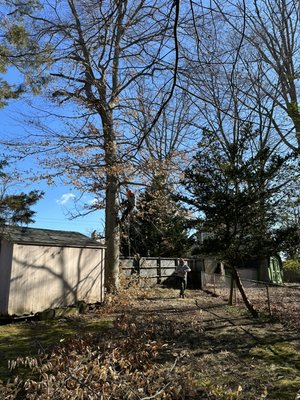 Tree removal - This job was done in Silver Spring MD, we removed 3 trees in total . Tree removal - This job was done in Silver Spring MD, we removed 3 trees in total .