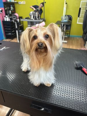 Fuzz Monsters Pet Grooming - Bring your furry friend in for a grooming, bath, nail clipping ear, cleaning anal gland expression upon request shedding for your furry friends. We have all kinds of different shampoos to make your dog smell, amazing and at the end of the groom, we can give them a little spritz of spray. Fuzz Monsters Pet Grooming - Bring your furry friend in for a grooming, bath, nail clipping ear, cleaning anal gland expression upon request shedding for your furry friends. We have all kinds of different shampoos to make your dog smell, amazing and at the end of the groom, we can give them a little spritz of spray.