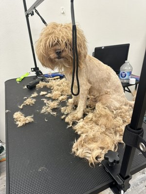Dog Grooming - My dog grooming caters to a range of needs between super matted, a simple deshed, flea baths, or a cute haircut. I am able to cater to a variety of dog owners and their furry companions!