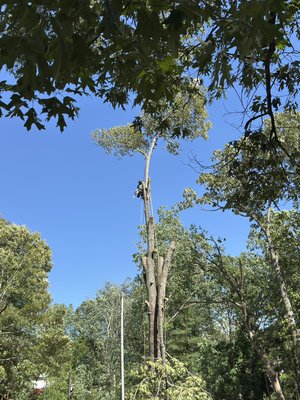 Tree Removals - These photos were taken during a couple of projects. They illustrate the technical skills we bring to any project, and our dedication to customer service