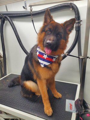 Puppy's First Groom - We are highlighting a few of our Puppy's at their first grooms! We introduce the puppies to the sights, sounds, and feelings of grooming to set them up for life-long healthy grooming care. From large to small, we love our puppies! Puppy's First Groom - We are highlighting a few of our Puppy's at their first grooms! We introduce the puppies to the sights, sounds, and feelings of grooming to set them up for life-long healthy grooming care. From large to small, we love our puppies!