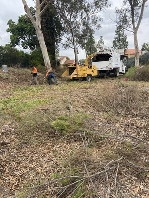 Tree Trimming Projects - General Tree Trimming Project Around San Diego County
