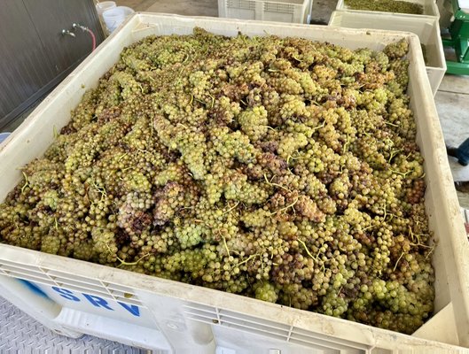 Grape Season 2023 - 2023 Grape Harvest, Fermentation & Bottling Grape Season 2023 - 2023 Grape Harvest, Fermentation & Bottling