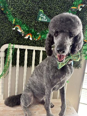 Large dogs - Pampering your fur babies