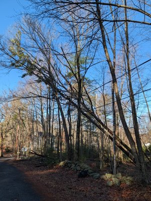 Uprooted trees. Storm Damage. - These two pictures show an emergency storm damage call we got with an uprooted tree hanging over the client's power lines. The tree was safely put on the ground without disturbing the power lines.