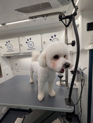 Dog Grooming - Example of the amazing work our groomer has done!