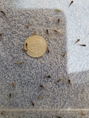 Baby Axolotls - Babies start out so tiny.
Eating live fresh hatched brine shrimp.
At 3 to 4 weeks old babies get their front legs. Eating live black worms.
8 weeks babies are eating thawed frozen blood.
All babies come with a care sheet plus personal customers support.
We are alway happy to help questions about your new axolotl. Baby Axolotls - Babies start out so tiny.
Eating live fresh hatched brine shrimp.
At 3 to 4 weeks old babies get their front legs. Eating live black worms.
8 weeks babies are eating thawed frozen blood.
All babies come with a care sheet plus personal customers support.
We are alway happy to help questions about your new axolotl.