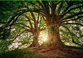 Tree Pruning - Our tree pruning services include tree maintenance, branch reductions, tree removals, and stump grinding. Give us a call today!