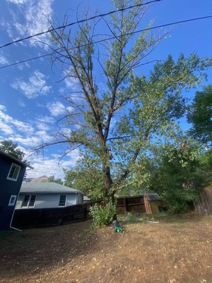 Residential Cottonwood Removal - This huge Cottonwood in Golden was towering over this beautiful two story home, sadly it was dying, making the backyard risky to enjoy. We pieced it out avoiding damage to property, and ground the stump out. Now the homeowner is busy planning for sod and a new garden. Residential Cottonwood Removal - This huge Cottonwood in Golden was towering over this beautiful two story home, sadly it was dying, making the backyard risky to enjoy. We pieced it out avoiding damage to property, and ground the stump out. Now the homeowner is busy planning for sod and a new garden.