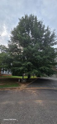 Tree trimming - Tree trimming projects, call us today for a free estimate at (404) 552-1881.