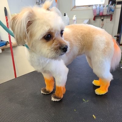 Pet Grooming - Crossroads offers a variety of grooming services: from standard maintenance cuts, baths, shampooing, and nail trims to flea and tick removal, a brand new cut and coloring!
Contact us to get an exact price for your pet's perfect grooming package Pet Grooming - Crossroads offers a variety of grooming services: from standard maintenance cuts, baths, shampooing, and nail trims to flea and tick removal, a brand new cut and coloring!
Contact us to get an exact price for your pet's perfect grooming package