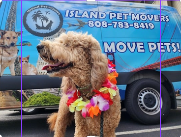 IPM is your local industry experts in pet relocation - 1. Describe your business and the services you offer.
World-wide Pet relocation services – including door to door where and when needed.
2. Do you have any specialties or services you are known for?
"We know just about every route for getting pets on and off the islands—sometimes even better than the airlines do! No matter how tricky the move, we’ll always find a way to keep pets with their families.
We are also active members of and regular presenters at IPATA and IATA conferences, which helps IPM to stay on top of industry changes and work with others to keep pet relocation safe, reliable, and accessible. Our owner has had the opportunity to speak and present globally about safe pet travel practices at these conferences —including in Madrid, Panama, Dubai, Croatia, and in Nov 2025, will be speaking in Bangkok."
3. What is your favorite part about your work?
"Growing up as a military child, every move meant saying goodbye to friends, neighbors, and teachers—but never our pets. My mom made sure they were always part of the journey, always part of the family. That experience shaped me. Today, the most rewarding part of my work is helping other families do the same—ensuring their pets stay by their side as they start new adventures. It’s an honor to make that possible."
4. Have there been any favorite moments you’d had at work, whether with your team, a customer or a pet?
"One of the most memorable—and challenging—times for us was during COVID. We went from having over 75 daily flights that could transport pets to fewer than five. Despite the chaos, our strong airline partnerships and our network of ground teams across the mainland allowed us to continue moving pets when it seemed nearly impossible. It was incredibly rewarding to keep families together during such an uncertain time.
Another proud moment came when United Airlines stopped shipping pets. Because they’re the only U.S. carrier serving Guam, we quickly arranged a dedicated charter to ensure pets could still travel in and out of the island. It was a massive team effort, but we made it happen—and even seven years later, we’re still moving pets others can’t." IPM is your local industry experts in pet relocation - 1. Describe your business and the services you offer.
World-wide Pet relocation services – including door to door where and when needed.
2. Do you have any specialties or services you are known for?
"We know just about every route for getting pets on and off the islands—sometimes even better than the airlines do! No matter how tricky the move, we’ll always find a way to keep pets with their families.
We are also active members of and regular presenters at IPATA and IATA conferences, which helps IPM to stay on top of industry changes and work with others to keep pet relocation safe, reliable, and accessible. Our owner has had the opportunity to speak and present globally about safe pet travel practices at these conferences —including in Madrid, Panama, Dubai, Croatia, and in Nov 2025, will be speaking in Bangkok."
3. What is your favorite part about your work?
"Growing up as a military child, every move meant saying goodbye to friends, neighbors, and teachers—but never our pets. My mom made sure they were always part of the journey, always part of the family. That experience shaped me. Today, the most rewarding part of my work is helping other families do the same—ensuring their pets stay by their side as they start new adventures. It’s an honor to make that possible."
4. Have there been any favorite moments you’d had at work, whether with your team, a customer or a pet?
"One of the most memorable—and challenging—times for us was during COVID. We went from having over 75 daily flights that could transport pets to fewer than five. Despite the chaos, our strong airline partnerships and our network of ground teams across the mainland allowed us to continue moving pets when it seemed nearly impossible. It was incredibly rewarding to keep families together during such an uncertain time.
Another proud moment came when United Airlines stopped shipping pets. Because they’re the only U.S. carrier serving Guam, we quickly arranged a dedicated charter to ensure pets could still travel in and out of the island. It was a massive team effort, but we made it happen—and even seven years later, we’re still moving pets others can’t."