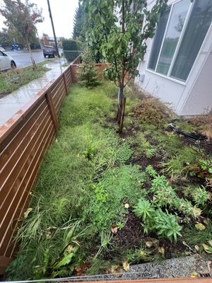 Mulch Beds, Weed Removal - The Homeowners were unhappy with all the weeds in their mulch beds, and they contacted us. They are much happier with the weeds gone!