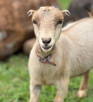 Bella. - Why goat yoga?

This is a new fad. Something fun to do on your vacation here on Kauai. Our goats are so friendly,  cute and love human interaction.  This gives you an opportunity to experience a native homestead farm and connect authentically with the ‘aina (land) and our goat friends!
