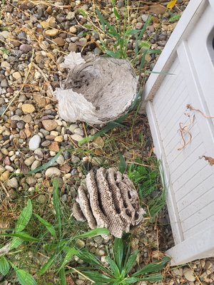 bald face hornet nest - customer had a pretty big hornet nest hanging on the soffit of the house, we came out treated nest and removed from soffit bald face hornet nest - customer had a pretty big hornet nest hanging on the soffit of the house, we came out treated nest and removed from soffit