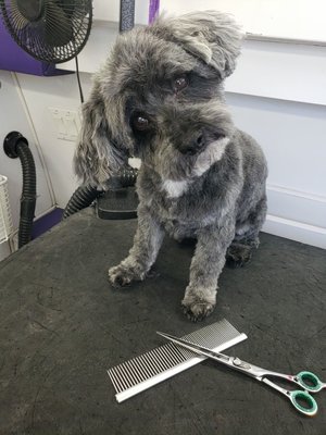 Happy Dogs! - We love all of our clients dogs! Happy Dogs! - We love all of our clients dogs!