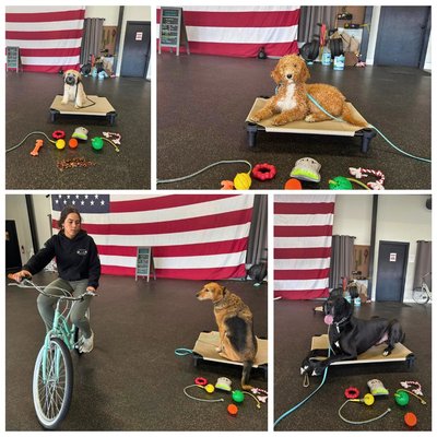 Focused, Confident, and Ready for Anything! - Focused, Confident, and Ready for Anything! 🐶✨
Meet Belle, Willow, Winston, and Mijito—RSK9 Kendall's training superstars! 🏆 These dogs are mastering the Place command, holding their positions like pros, even with tons of distractions around.
Why is this important? In the real world, distractions are everywhere. They include guests at home, busy sidewalks, and outdoor adventures. Teaching dogs to stay calm and focused in any situation builds confidence, strengthens obedience, and makes life easier for both dog and owner!
📞 Call or Text: 571-271-5595
💰 Financing Available for All Training Programs!    
🌐 Visit: www.RidgesideK9.com  
👨‍✈️ Veteran & Police Owned
Looking for real training with real results? Let us help your dog reach their full potential!
#RidgesideK9 #dogtraining #WinchesterVA #dogobediencetraining #dogobedience #dogtrainersofinstagram #DogTrainingAdvice #outdooradventures