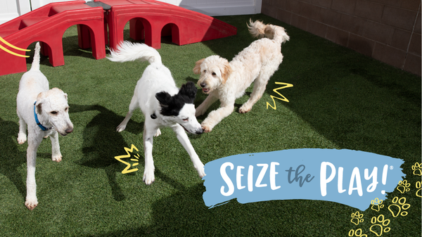 All Day Play - At Camp Bow Wow, your pups will spend the whole day in our play yards. We have 3 indoor and 3 outdoor yards. Every play yard has a webcam so you can check in anytime! All Day Play - At Camp Bow Wow, your pups will spend the whole day in our play yards. We have 3 indoor and 3 outdoor yards. Every play yard has a webcam so you can check in anytime!