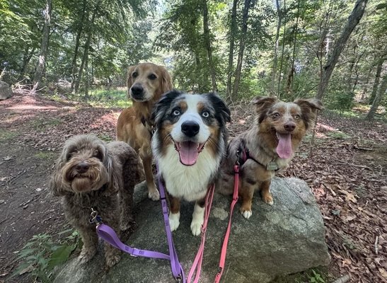 Dog Hiking Adventures - Groups & Private - Pet Parents often find themselves needing to exercise and stimulate their pups but without time or energy to do so. That's where we come in.
We pick up your pup, take them the trails or beach for a nice walk, and deliver them back home ready to nap.
There's a whole process to pair them up with a group. Inquire today about the steps.