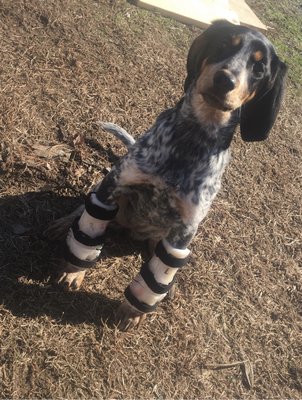 Dog braces - We build custom orthotics and prosthetics for animals.  Dog knee braces for CCL tears, Carpal braces for hyperextension, and hock braces for achilles injuries are a few of the things we can do for your loving pet.    We also specialize in prosthetics for animals including horses, dogs, cows, pigs, goats, donkeys, sheep and more.