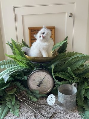 New Spring-Summer 2026 Litters - We have two current litters and are expecting two more in May! Call us today for details!