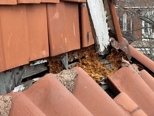 Roof Repair - This historic 3 story home on Waterman Blvd has a serious squirrel infestation. Many places on this home needed serious repair, not just bandaids, to keep both animals and water out.
After trapping the squirrels, we completed full repairs and prevention to keep all animals, and in this case, water out! The customer is thrilled with us and the process. Roof Repair - This historic 3 story home on Waterman Blvd has a serious squirrel infestation. Many places on this home needed serious repair, not just bandaids, to keep both animals and water out.
After trapping the squirrels, we completed full repairs and prevention to keep all animals, and in this case, water out! The customer is thrilled with us and the process.