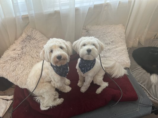 Pasha and Marley 2022 - These two sisters came for some basic obedience!