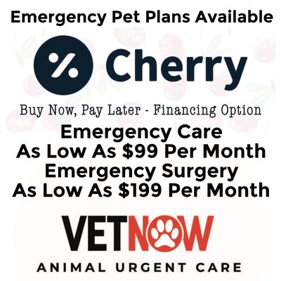 Financing Available - Don’t panic when emergencies strike. At VetNow in Studio City, your pet is seen immediately—no long waits, no stress, just fast, compassionate care. We’re one of the very few Los Angeles centers offering true value for emergencies with:
- Emergency Pet Plans: only $99 per month
- Emergency Surgeries: as low as $199 per month
Fast, affordable, and right around the corner—so you can focus on what matters: your animal’s well-being. Visit VetNow Studio City for urgent, expert care when you need it most. Financing Available - Don’t panic when emergencies strike. At VetNow in Studio City, your pet is seen immediately—no long waits, no stress, just fast, compassionate care. We’re one of the very few Los Angeles centers offering true value for emergencies with:
- Emergency Pet Plans: only $99 per month
- Emergency Surgeries: as low as $199 per month
Fast, affordable, and right around the corner—so you can focus on what matters: your animal’s well-being. Visit VetNow Studio City for urgent, expert care when you need it most.